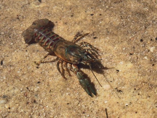 RAK PRUHOVANÝ AMERICKÝ